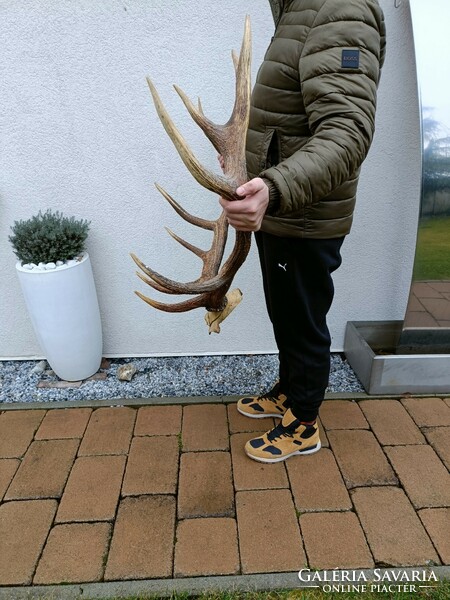 Huge deer antler trophy