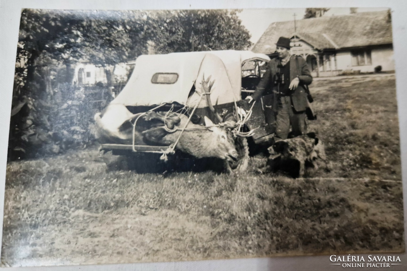 Deer hunting in an old photo in perfect condition