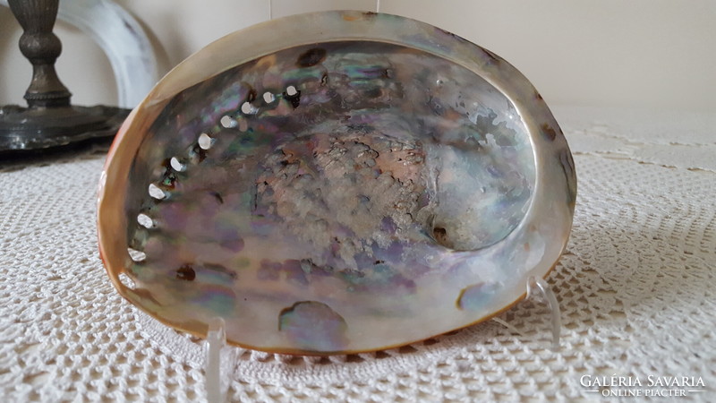 Large, beautiful abalone shell