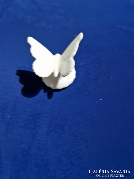 Fehér porcelán pillangó lepke