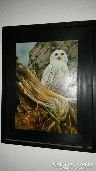 Szabó ákos snowy owl 1992