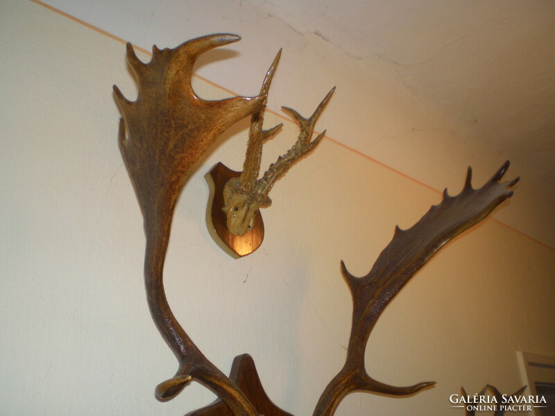 Fallow deer antlers, old and beautiful