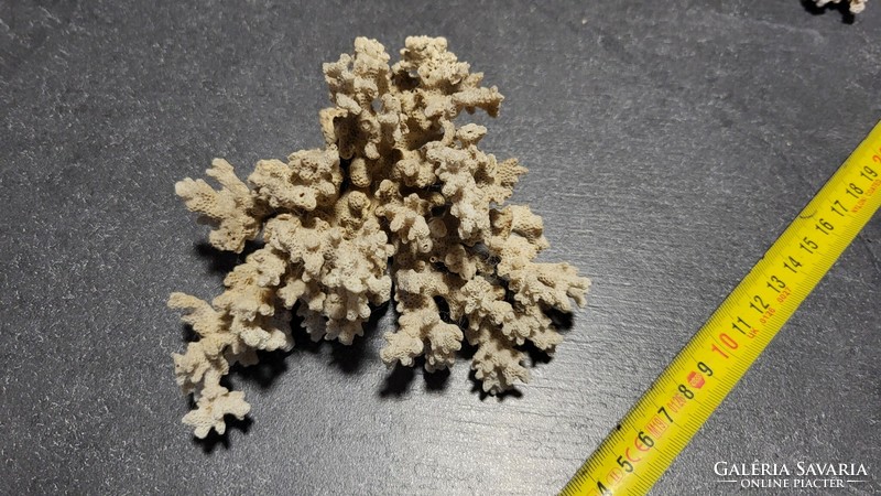 Tengeri korall III.