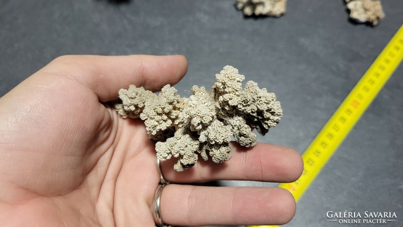 5 sea corals together