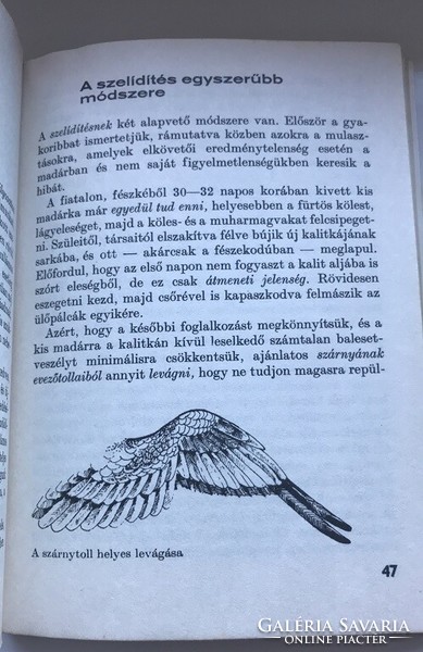Kovács Antal - Traub Péter: A hullámos papagáj