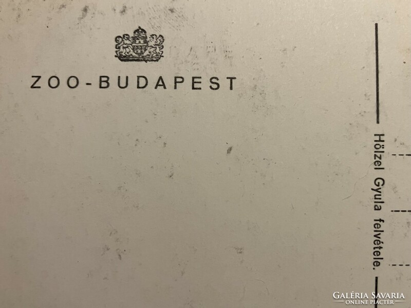 Budapest Zoo - postcard