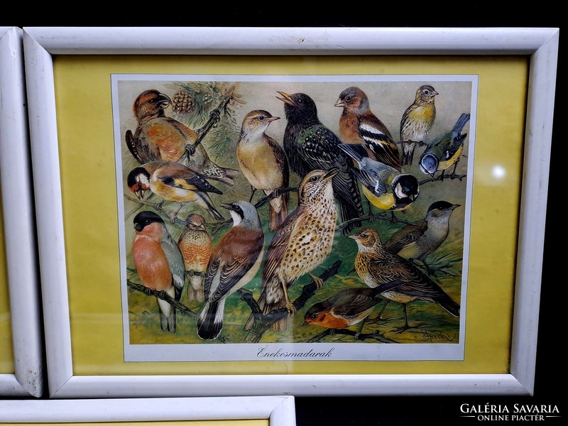 3 db madaras (galambok, kolibrik, énekesmadarak) kép üvegezett keretben 32x23 cm