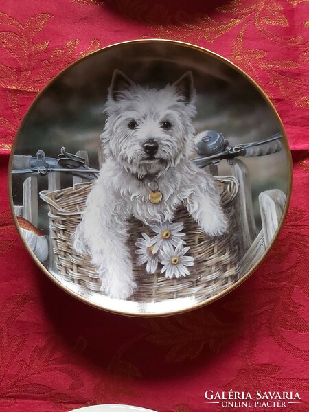Angol fali  porcelán dísztányér aranyos Westie kutyussal kerékpár kosárban- Vitrin állapotban