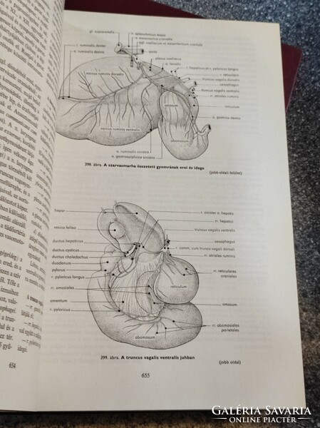 Functional anatomy of domestic animals i-iii. Agricultural publishing house of Dr. György Fehér, 1980