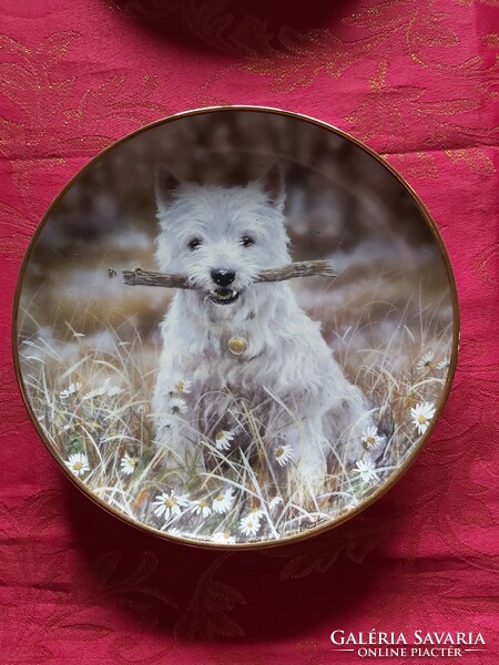 Angol fali  porcelán dísztányér aranyos Westie kutyussal- Vitrin állapotban