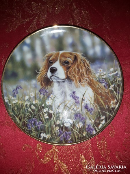 Angol porcelán dísztányér aranyos Cavalier spániel kutyussal- Vitrin állapotban