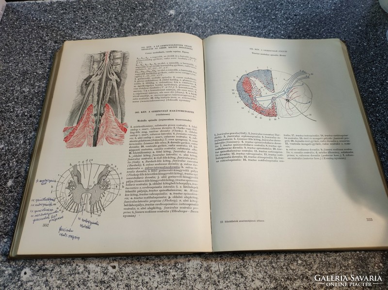 Atlas of pet anatomy dr. Gyula Kovács agricultural publishing house, 1967