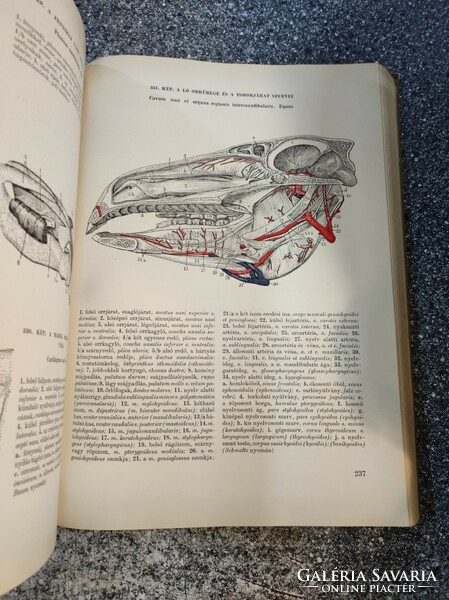 Háziállatok anatómiájának atlasza Dr. Kovács Gyula Mezőgazdasági Kiadó, 1967