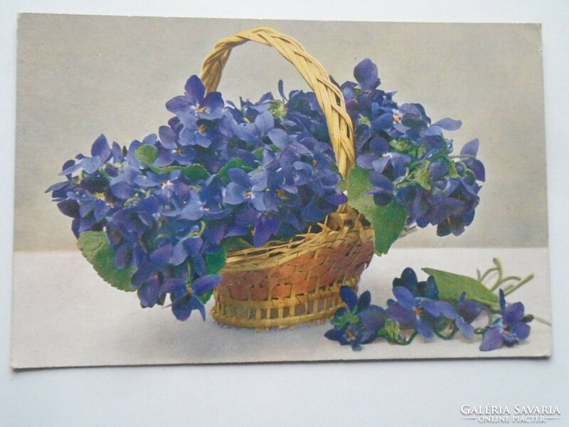 D201685   Régi képeslap  Virágok  -Viola Odorata    Kaiserin Augusta  1913