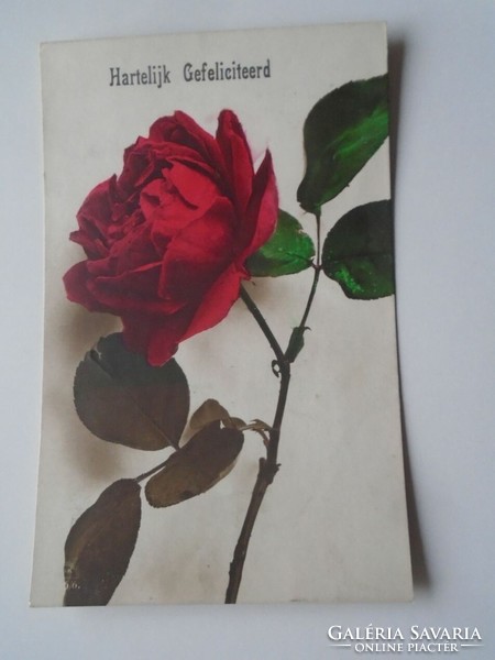 D201687 old postcard flowers - rose - hilversum 1920's