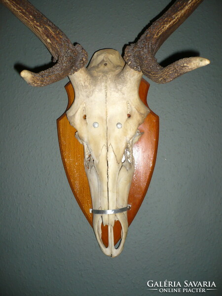Deer trophy on a wooden base, with antler length of 68 cm