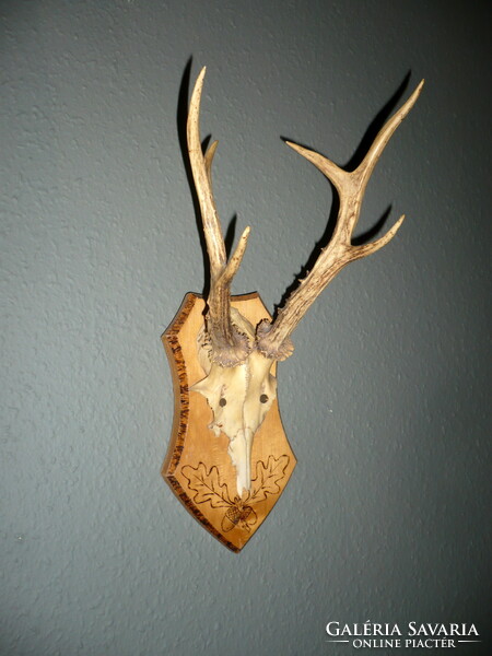 Roebuck trophy, roe deer antler trophy on a wooden base