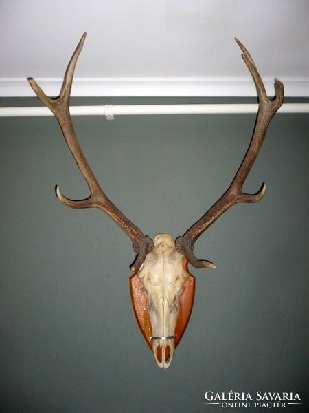 Deer trophy on a wooden base, with antler length of 68 cm