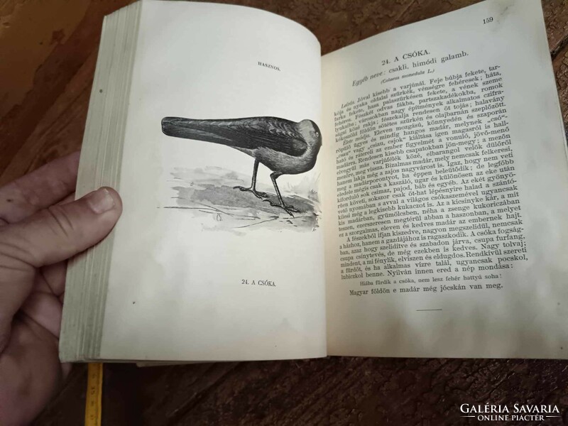 Herman Ottó: A madarak hasznáról és káráról, 1911 vászon kötésben, szép ábrákkal