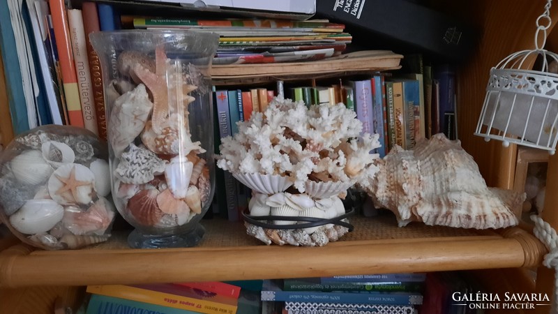 A very nice collection of seashells and snails, hundreds of pieces, for sale from a legacy to collectors
