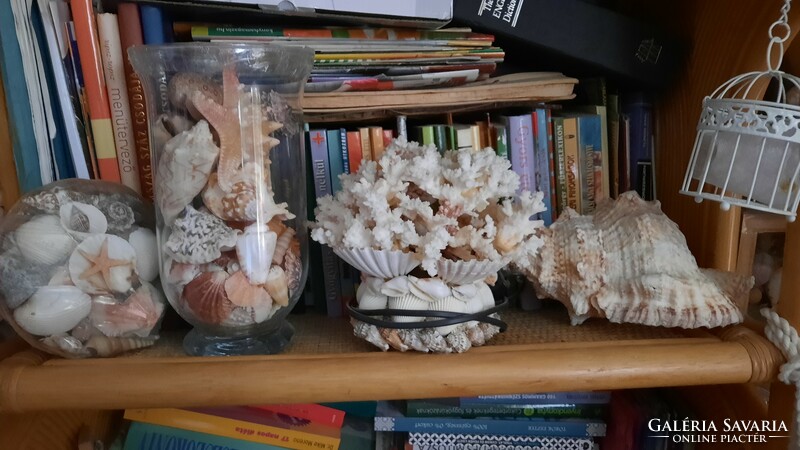 For sale from a legacy to collectors, a very nice seashell-snail coral lamp collection