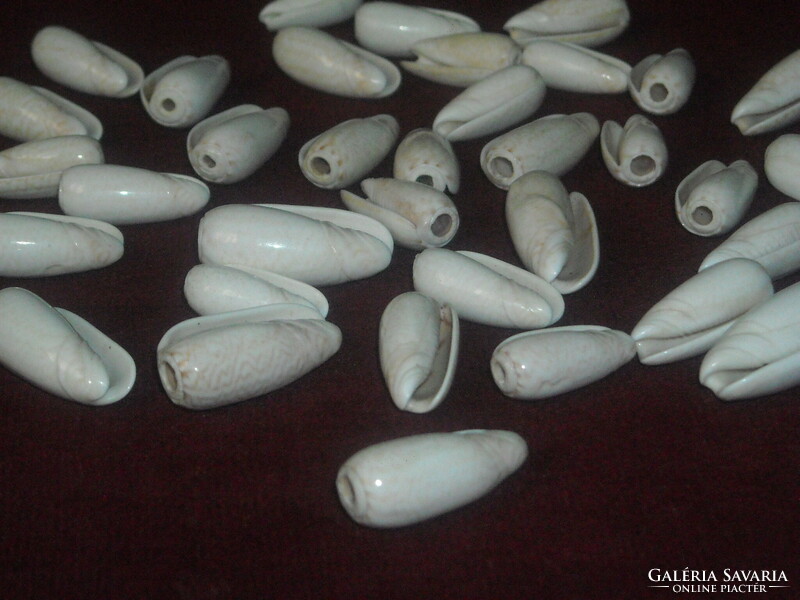Ghanaian shells + animal teeth / fangs? /