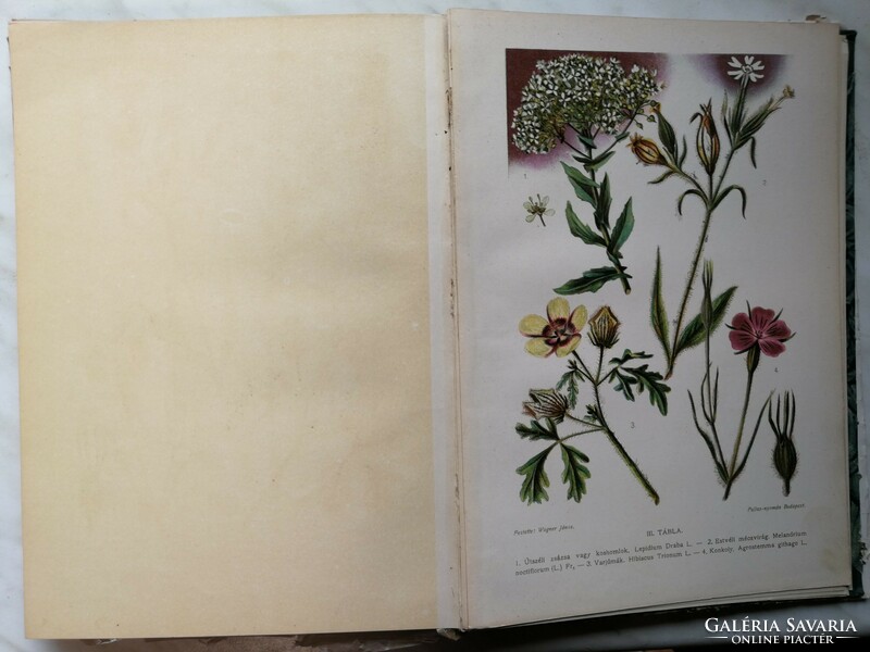 János Wagner: Weeds of Hungary, first edition.