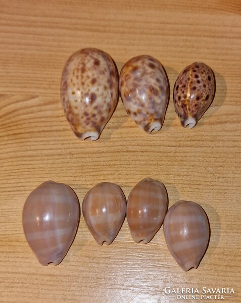 Snail shell and shell collection