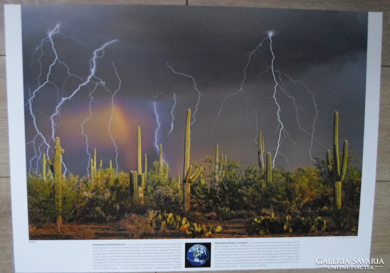 Poszter 46.: a Sonora-sivatag saguaro kaktuszai; USA, Arizona (természetvédelem, fotó)