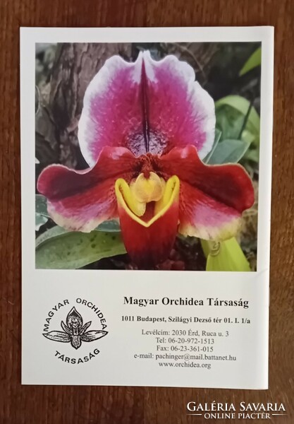 Orchidea különszám