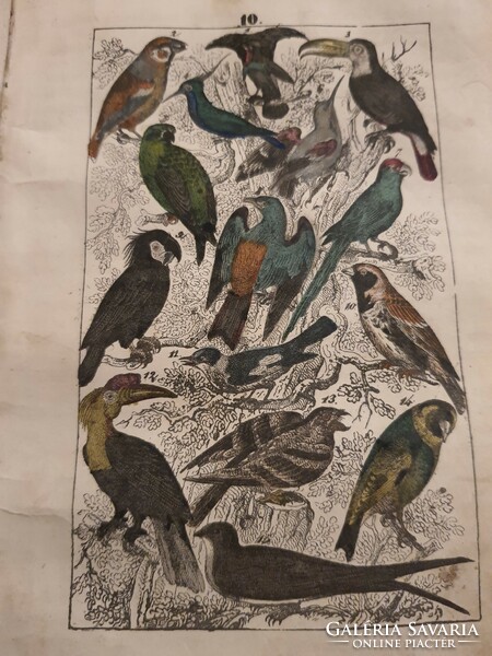 24 színezett metszet állatok, növények, ásványok - Martin: Naturgeschichte 1844 - a könyv teljes