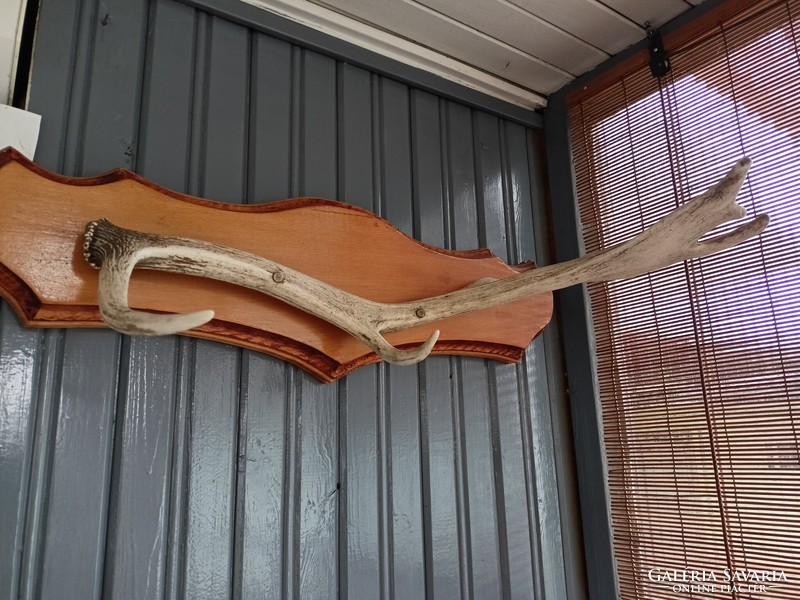 Deer antler hanger 60 cm long HUF 15,000
