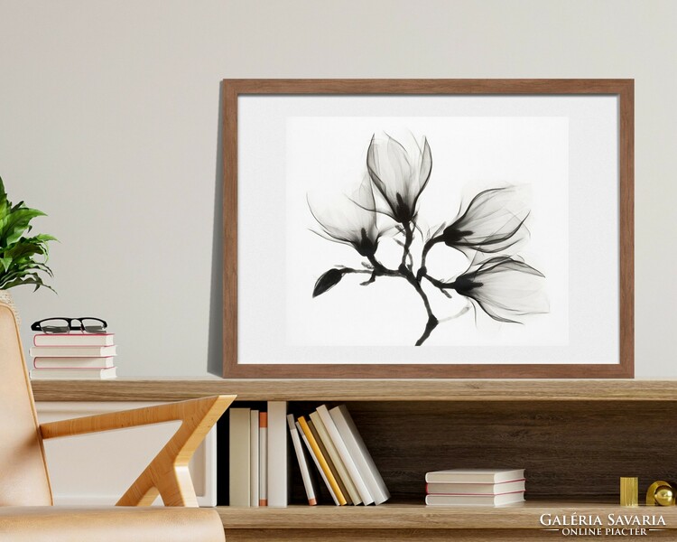 Gyönyörű fekete-fehér fotó print egy virágról 42 * 34.5 cm, reprodukcio papíron , keret nélkül