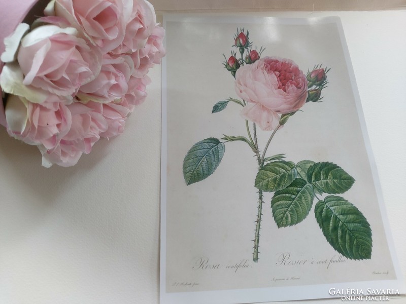 Pierre-Joseph Redouté egyik leghíresebb alkotása, rózsa, botanikai nyomat reprodukció