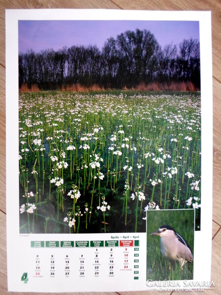 Poster calendar page 2: Tiszaalpár, flower, bakcsó; April (photo poster)