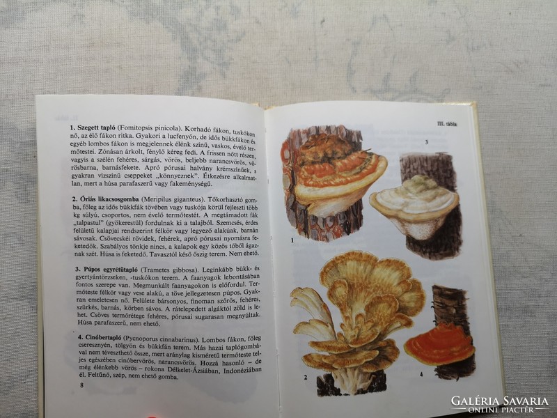 Babos French toast - mushrooms 2
