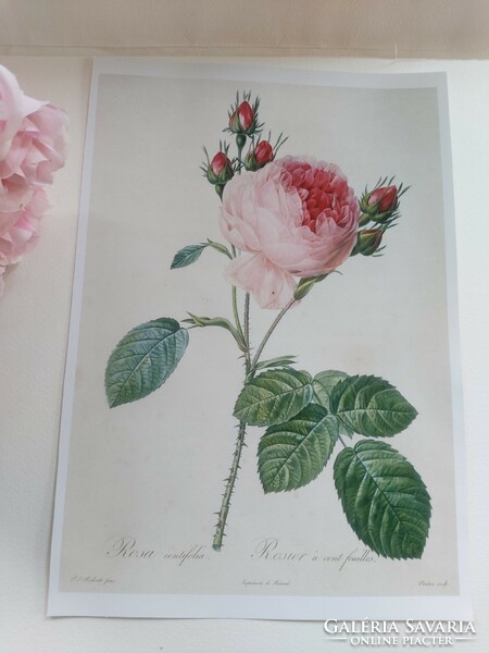 Pierre-Joseph Redouté egyik leghíresebb alkotása, rózsa, botanikai nyomat reprodukció