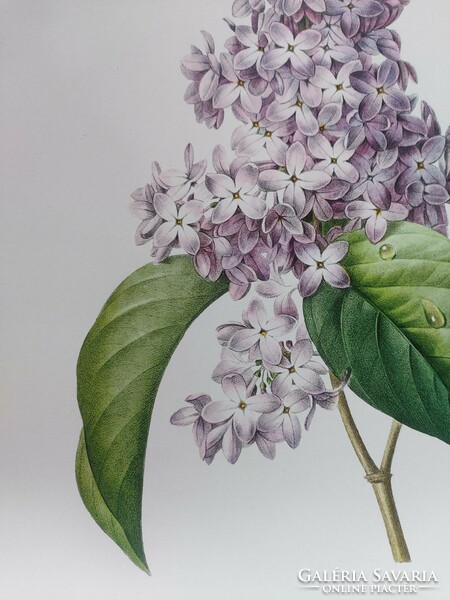 Pierre-Joseph Redouté egyik gyönyörű alkotása, lila orgona, botanikai nyomat reprodukció.