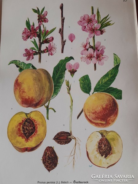 Csapody vera: cultural flora of Hungary color atlas