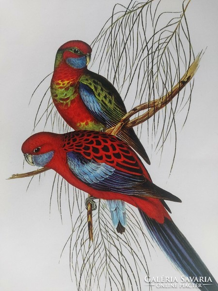 Beautiful colorful reproduction of an antique print depicting charming birds 30.2 x 20.8 cm