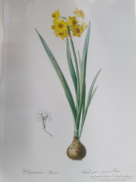 Reproduction of an antique print depicting a narcissus 30.2 x 21.9 cm