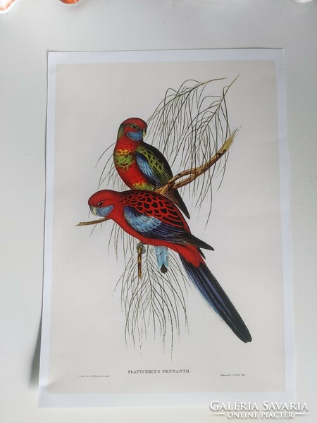 Csodaszép színes, bájos madarakat ábrázoló antik nyomat reprodukciója  30,2 x 20,8 cm