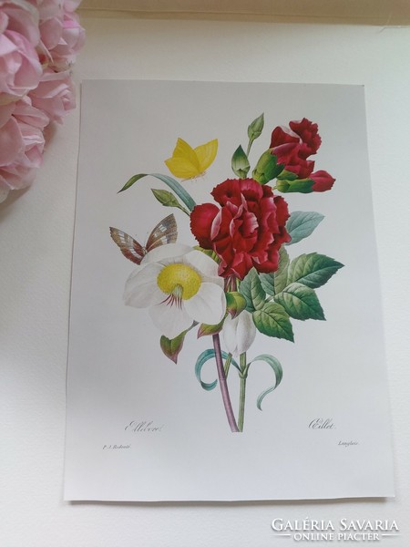Reproduction of an antique botanical print depicting a charming flower and butterfly 20.1 x 27.6 cm