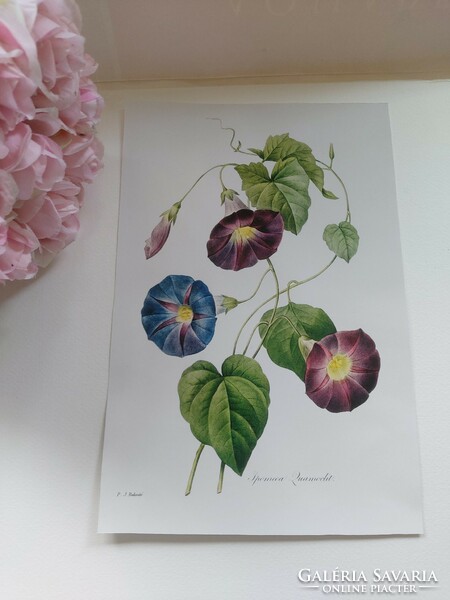 Reproduction of an old botanical print, morning glory flower 30.1 X 19.9