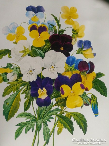 Árvácskacsokor P.J. Redouté kedvelt antik botanikai nyomatának reprodukciója 21,4 x 30,2 cm