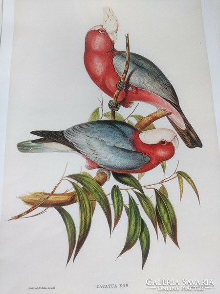 Csodaszép színes madarakat ábrázoló antik nyomat reprodukciója  30,2 x 20,5 cm