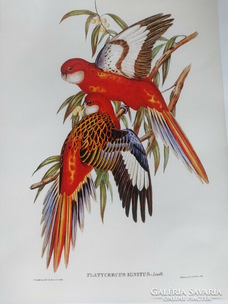 Reproduction of an antique print depicting colorful birds 30.2 x 20.7 cm
