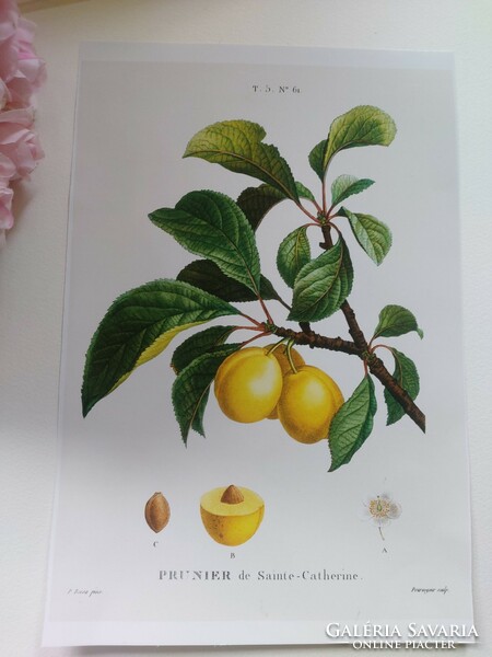 Beautiful botanical print reproduction 21.4 x 30.1 cm