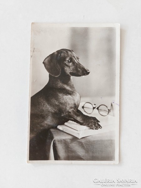 Régi képeslap fotó levelezőlap kutya tacsi tacskó