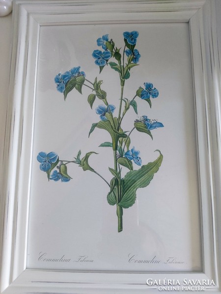 In a beautiful, worn white wooden frame, p.J. Redouté botanical flower print 36 x 25.5 cm